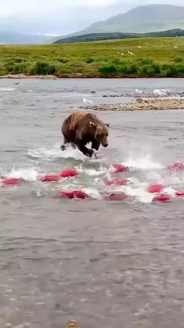 Bear goes fish hunting