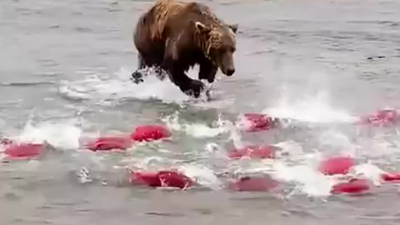 Bear goes fish hunting