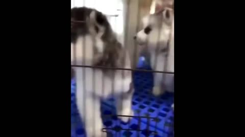 Cute Baby Animals