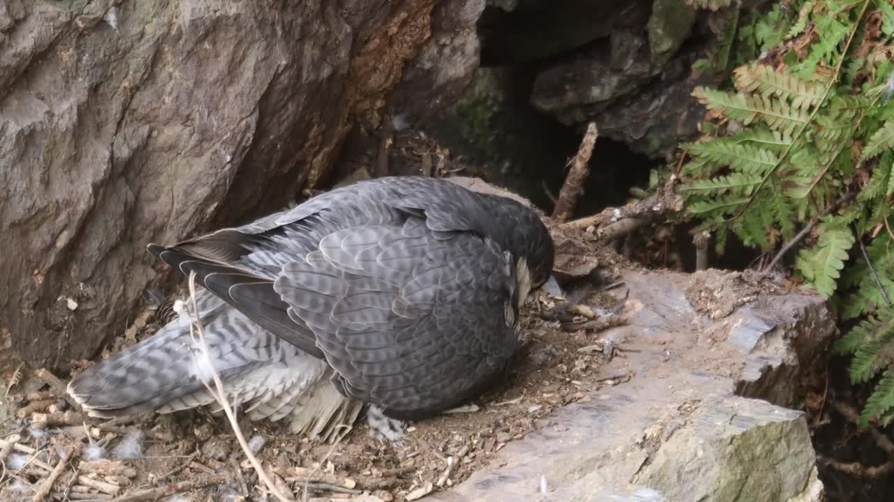 Peregrine Falcon Nesting 4k HQ