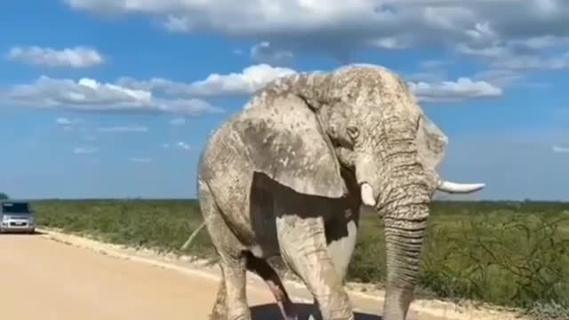 Big size white African elephants