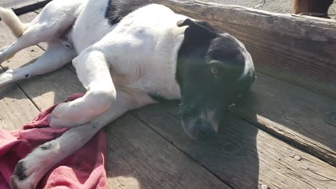 TOBY: THE FARM DOG THAT RIDES WITH THE HORSES