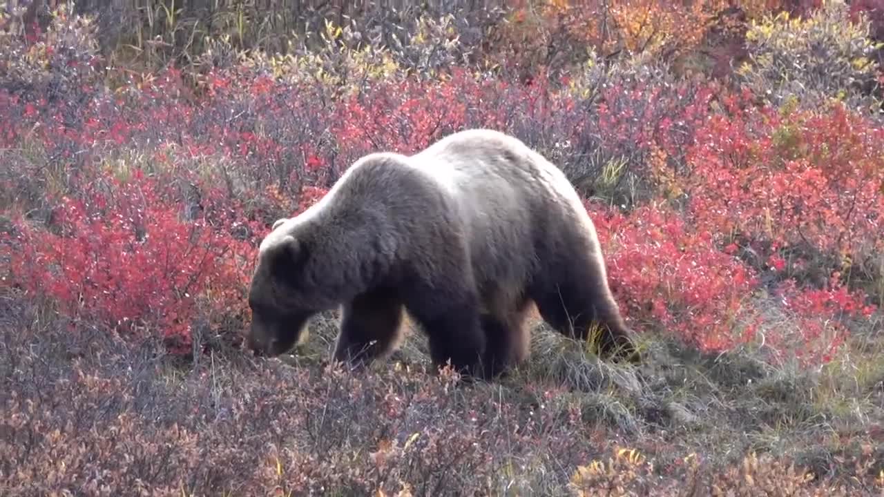 Grizzly Berry Picking