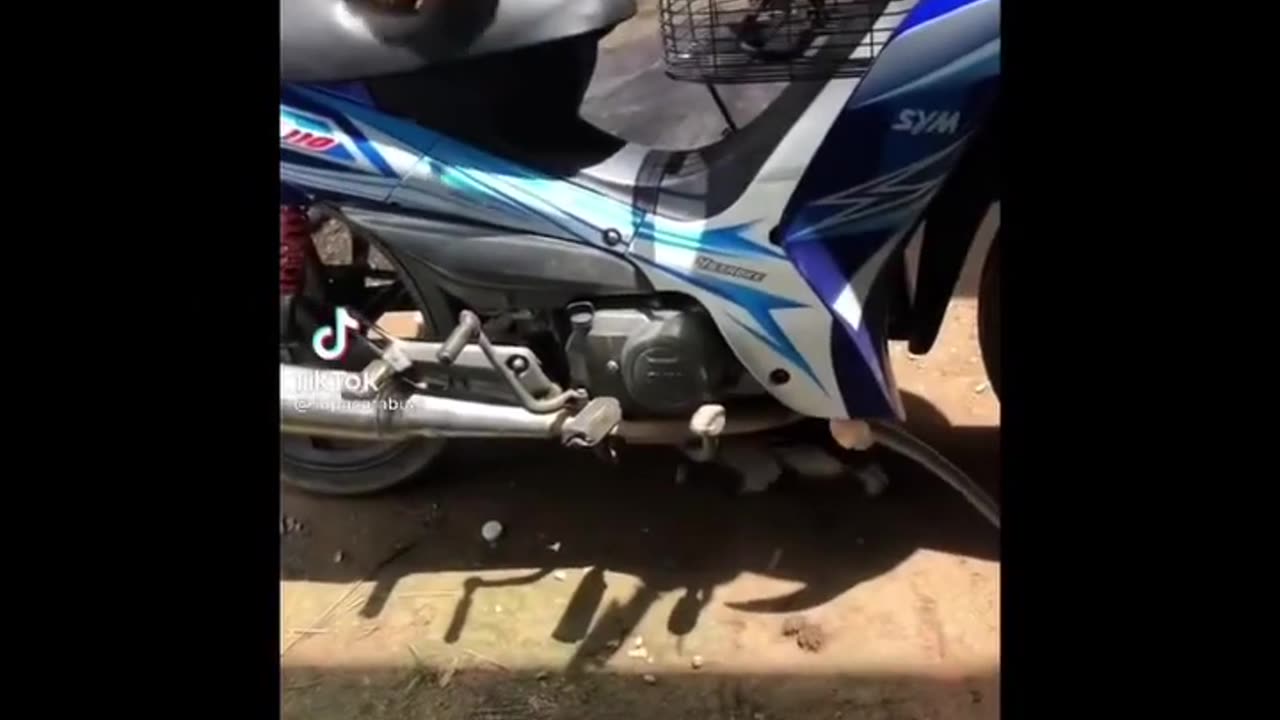 Funny dogs🐶and Cats🐱 #08 Videos- Funniest Animal Videos 2023❤️#cat #dog #funny