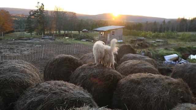 Perros guardianes realizan saltos sobre fardos al atardecer