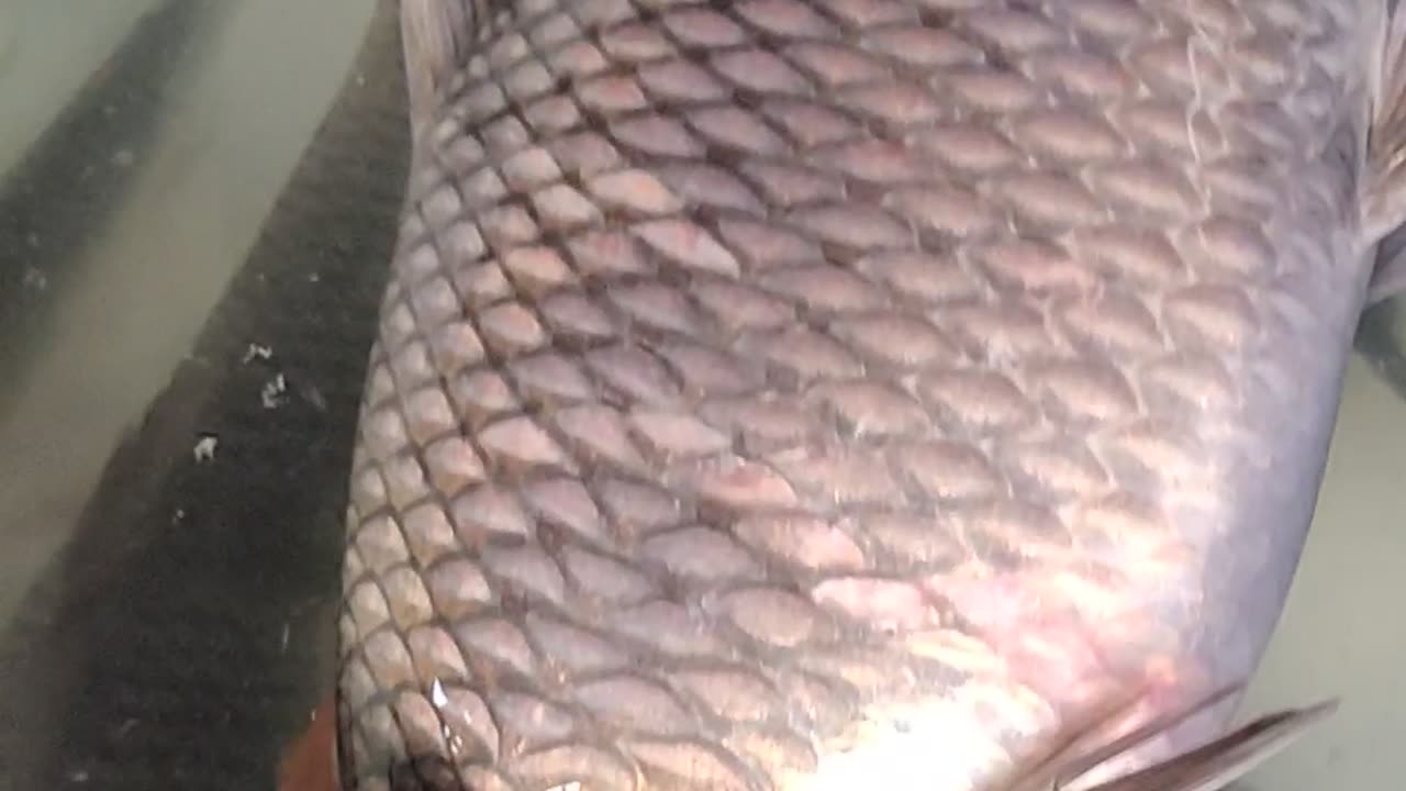 amazing Rohu Fish Video l Big Rohu Fish Video By Dram#shorts