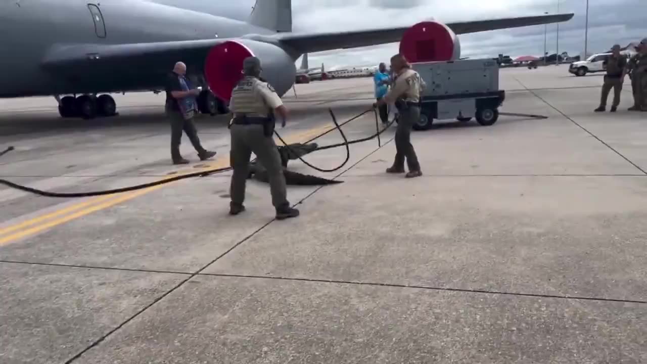 Crocodile wanders onto the runway at MacDill Air Force Base in Florida, United States