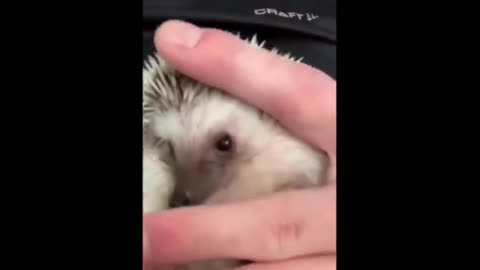 Cute Baby Animal videos #3