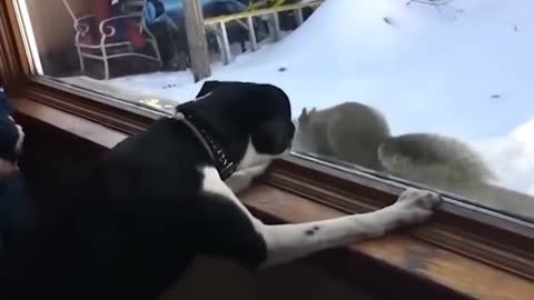 funy animal vedeo