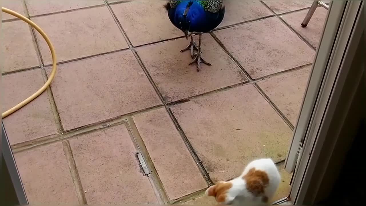 Peacock Vs Cats Compilation