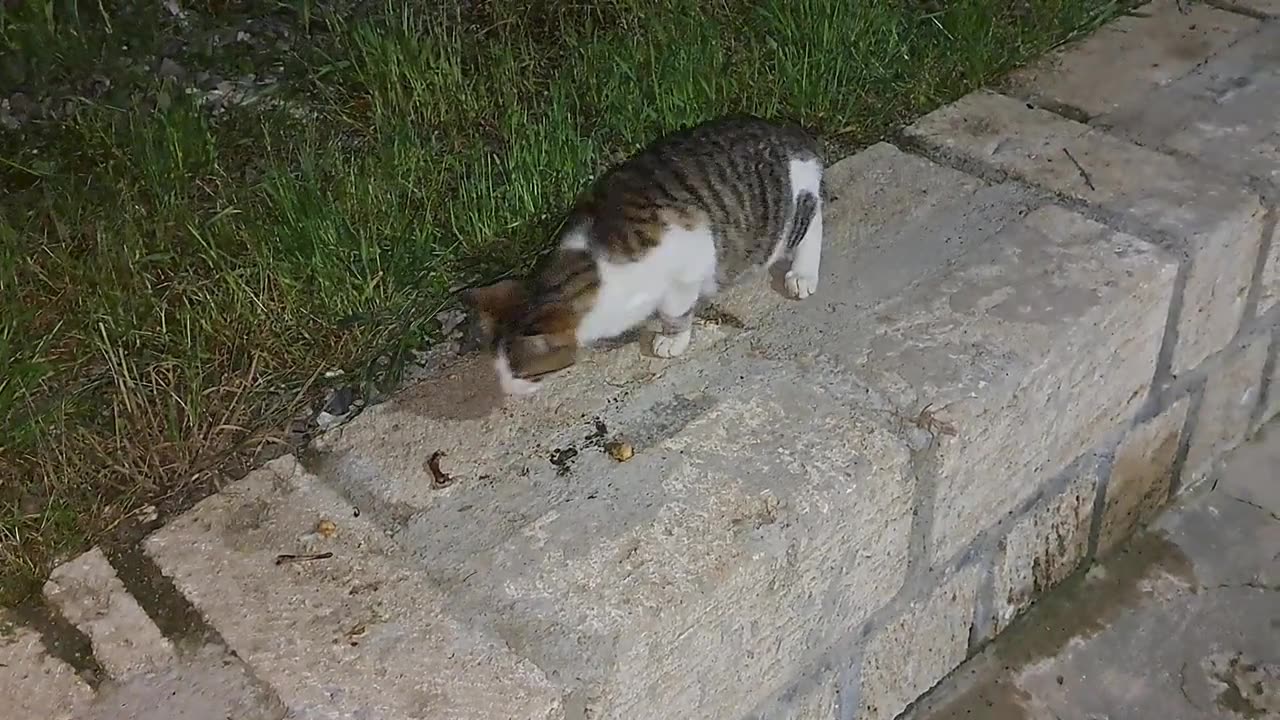 Cute cats who are afraid of each other eat food.