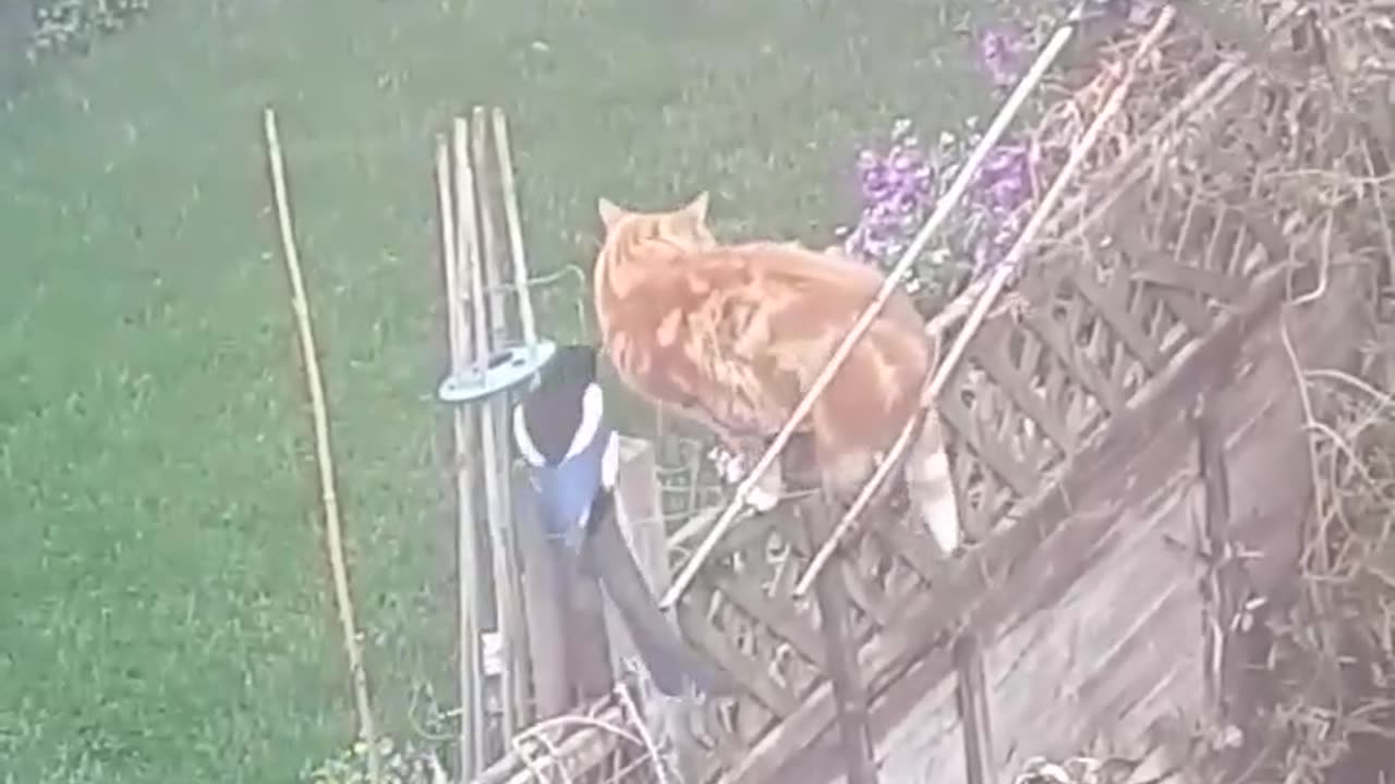 Elster verarscht Katze