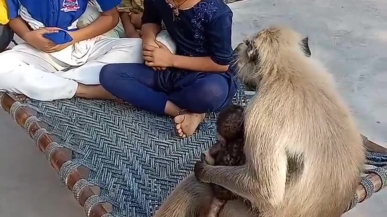 Videos