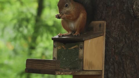 Eating squirrel slyly on the tree