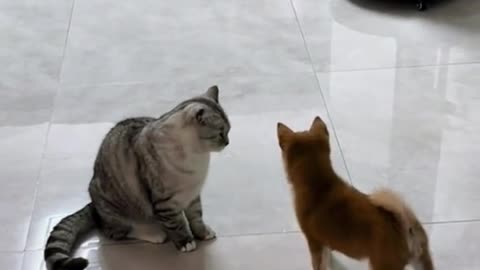 Funny Cat Video