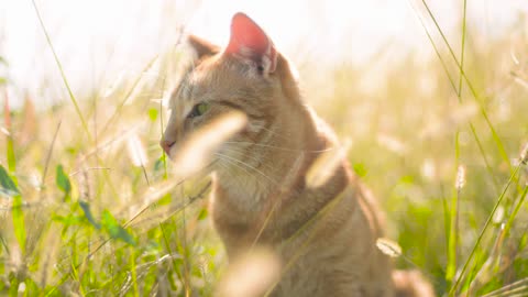 cute Cat in the Sun