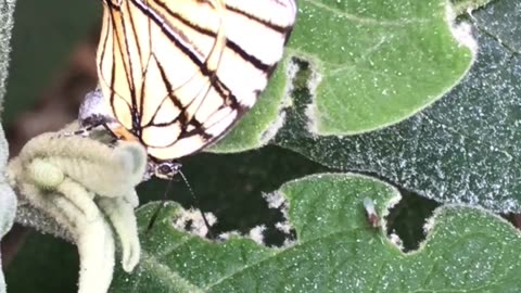 Do ovo até a borboleta meliboeus...