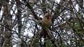 Cardinal