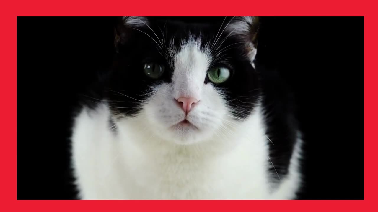 Cat(Felina)