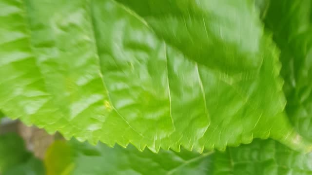 mulberry trees in pot