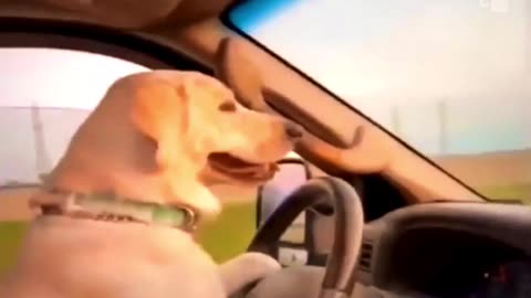 Dog Funniest Driving Video | Funny Dog Video | Try Not To Laugh