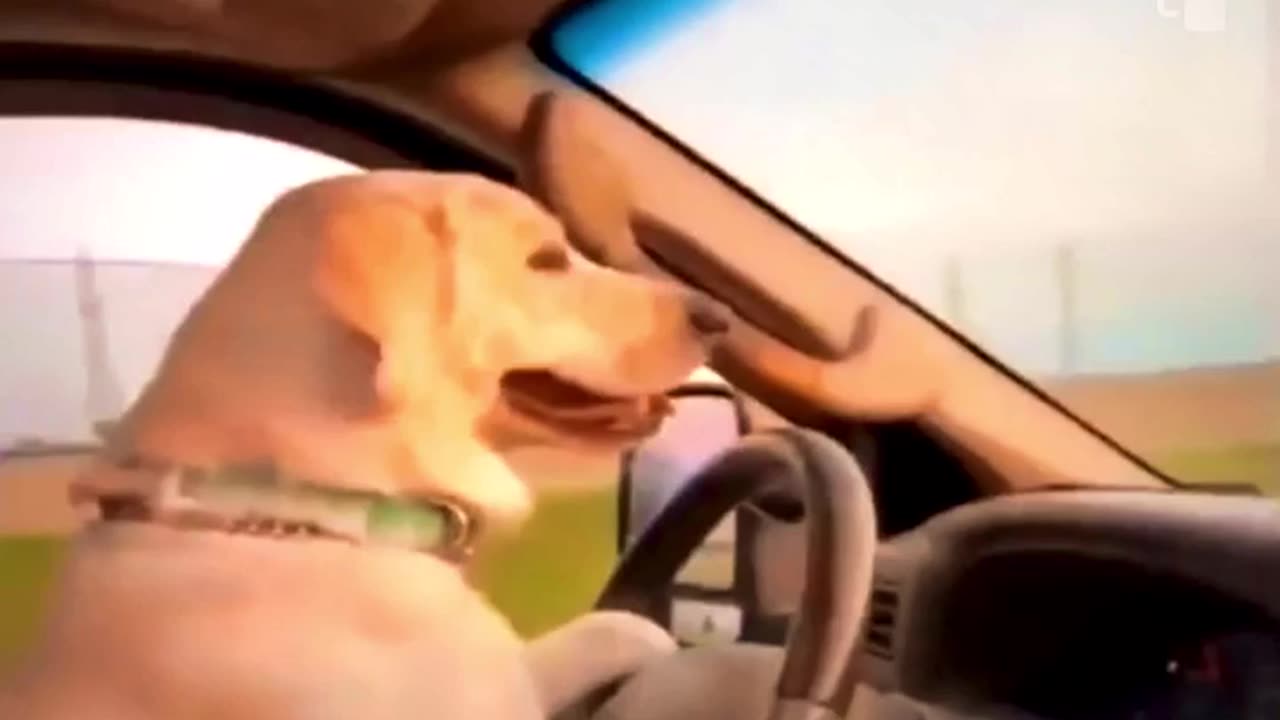 Dog Funniest Driving Video | Funny Dog Video | Try Not To Laugh