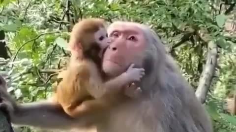 Mama monkey