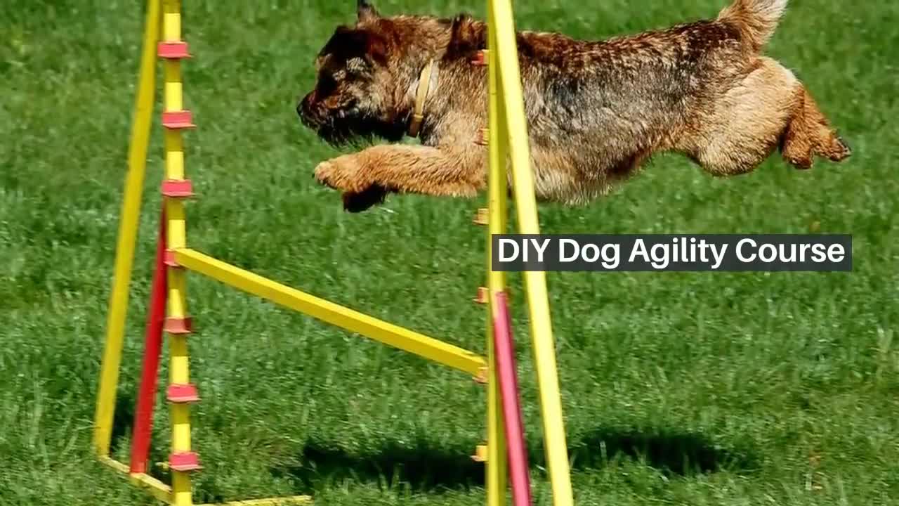 Dog training