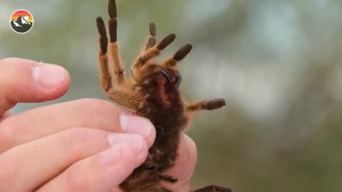 BITTEN by a Tarantula!