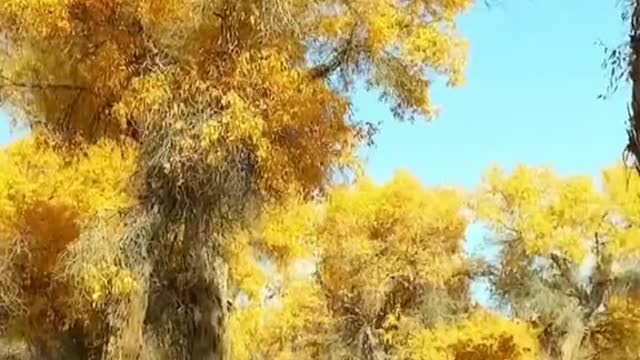 #autumn #yellowleaves #aesthetic #beauty #foryou #tiktok #scenery #sceneryvideos