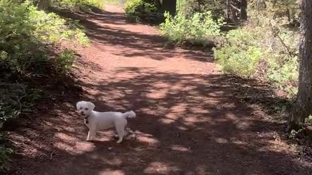We're going walking in the mountains this summer.