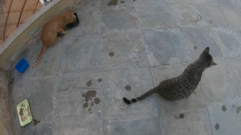 ED SHEERAN & MICHAEL JACKSON - Homeless cats in Ras Al Khaimah, UAE #cat #EdSheeran #MichaelJackson