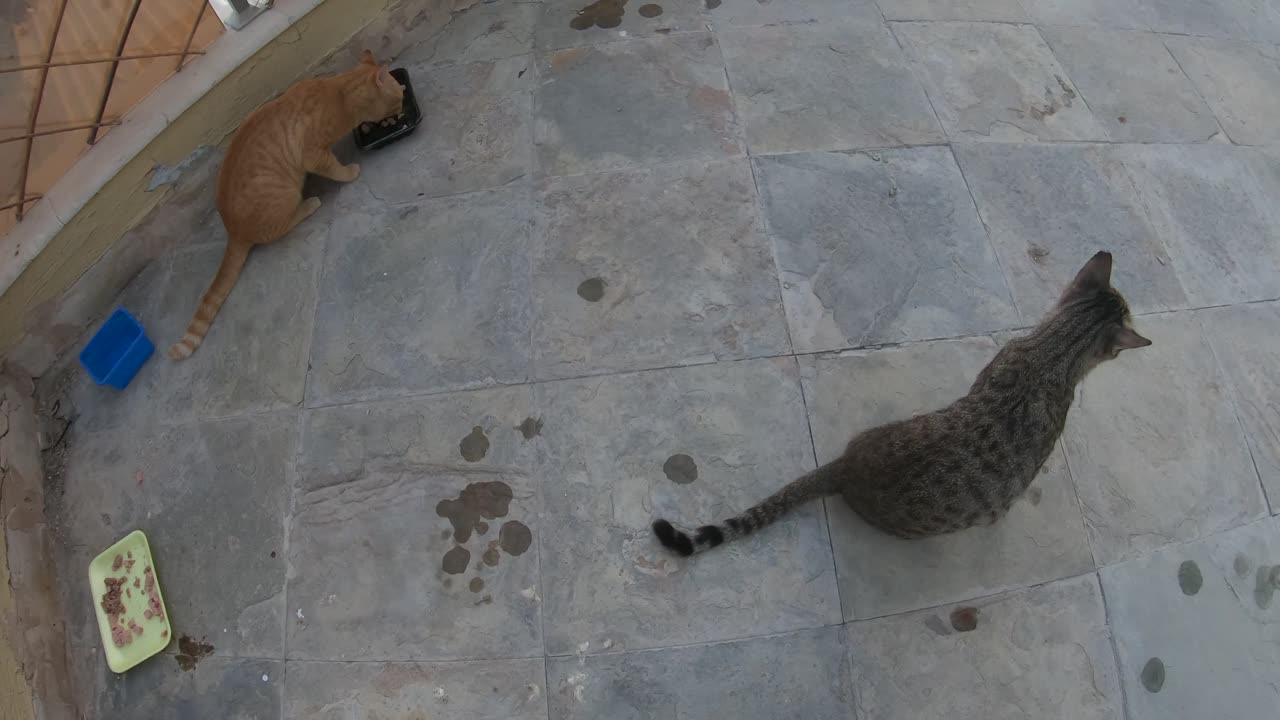 ED SHEERAN & MICHAEL JACKSON - Homeless cats in Ras Al Khaimah, UAE #cat #EdSheeran #MichaelJackson
