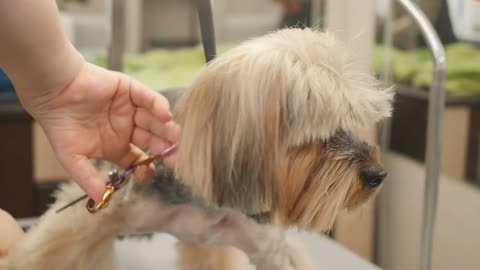 Groomer cut the fur of little puppy