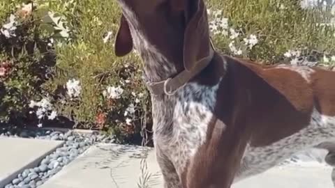 Allow me to sing for you the song of my people