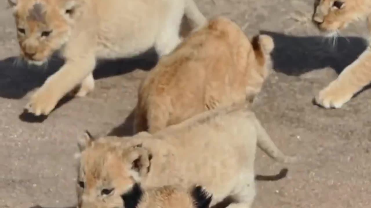 Cute baby lion 3