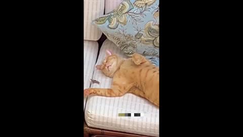 Sleeping cat