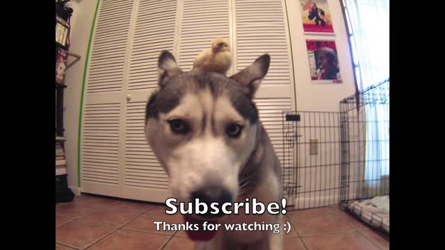 Husky and baby chick cuddle together