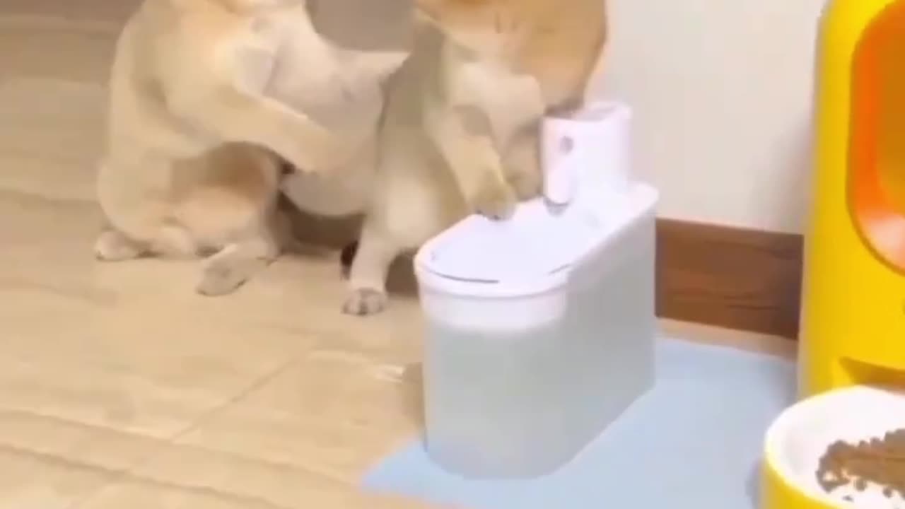 Are You Sad Watch this video To makes your day Happy
