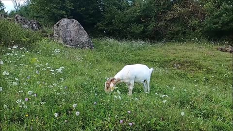 Got simple animal video 2023