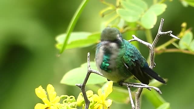 Wild hummingbirds