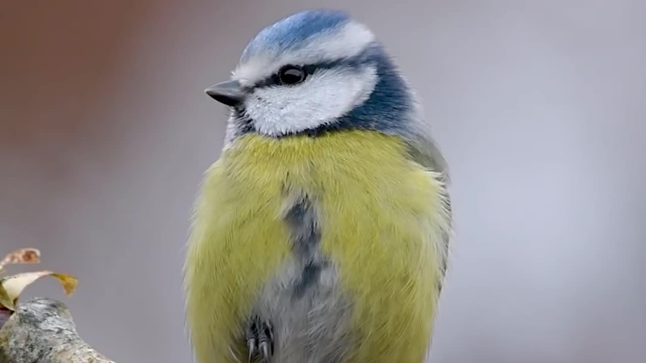 Blue tit beautiful birds 😍