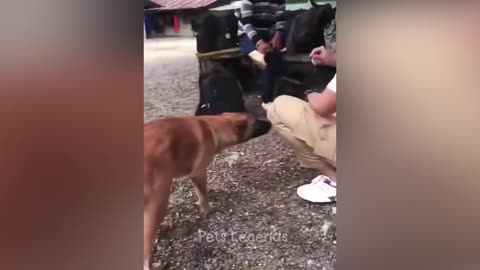 Funniest Animals🤣🤣 Cats and Dogs Part 1