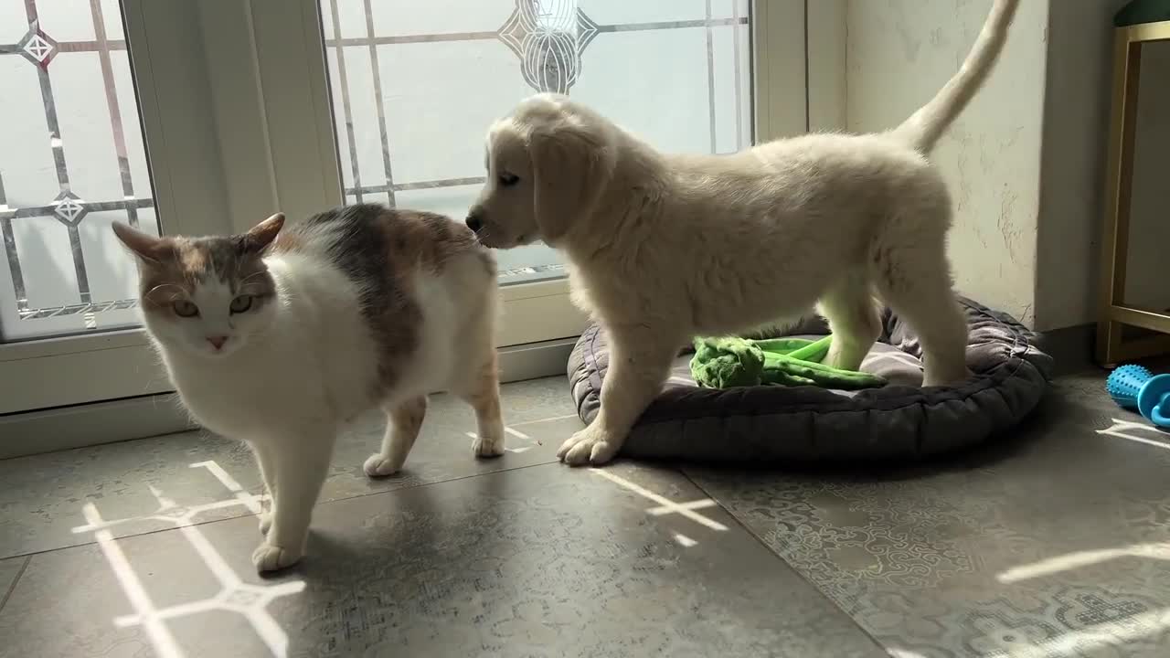 Golden Retriever Puppy vs German Shepherd Puppy [Cuteness Overload]