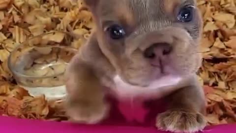 Cute dog puppy beautiful perty dogs video part 12