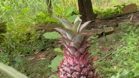 Pineapple plant🇻🇳