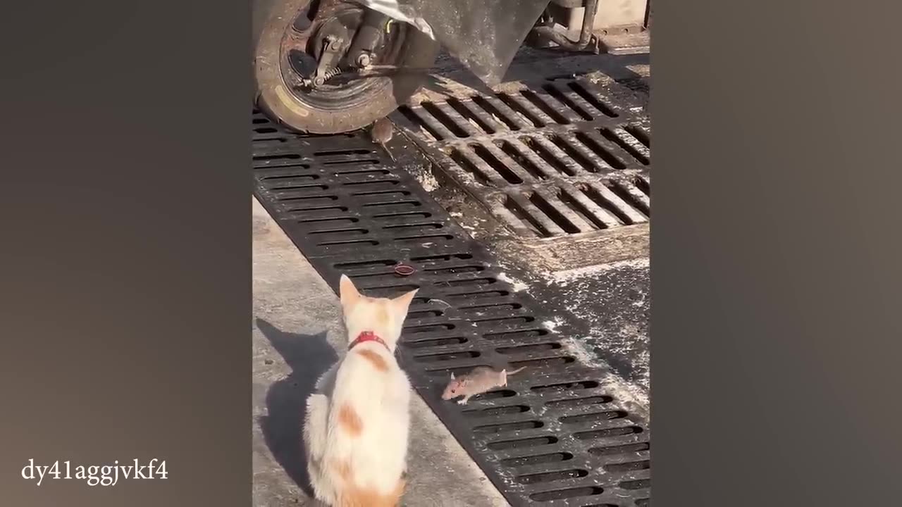 Best Funny Animal Videos 2024 🥰 You laugh, you restart