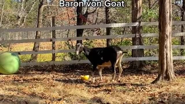How our animals react to their names Pt. 3
