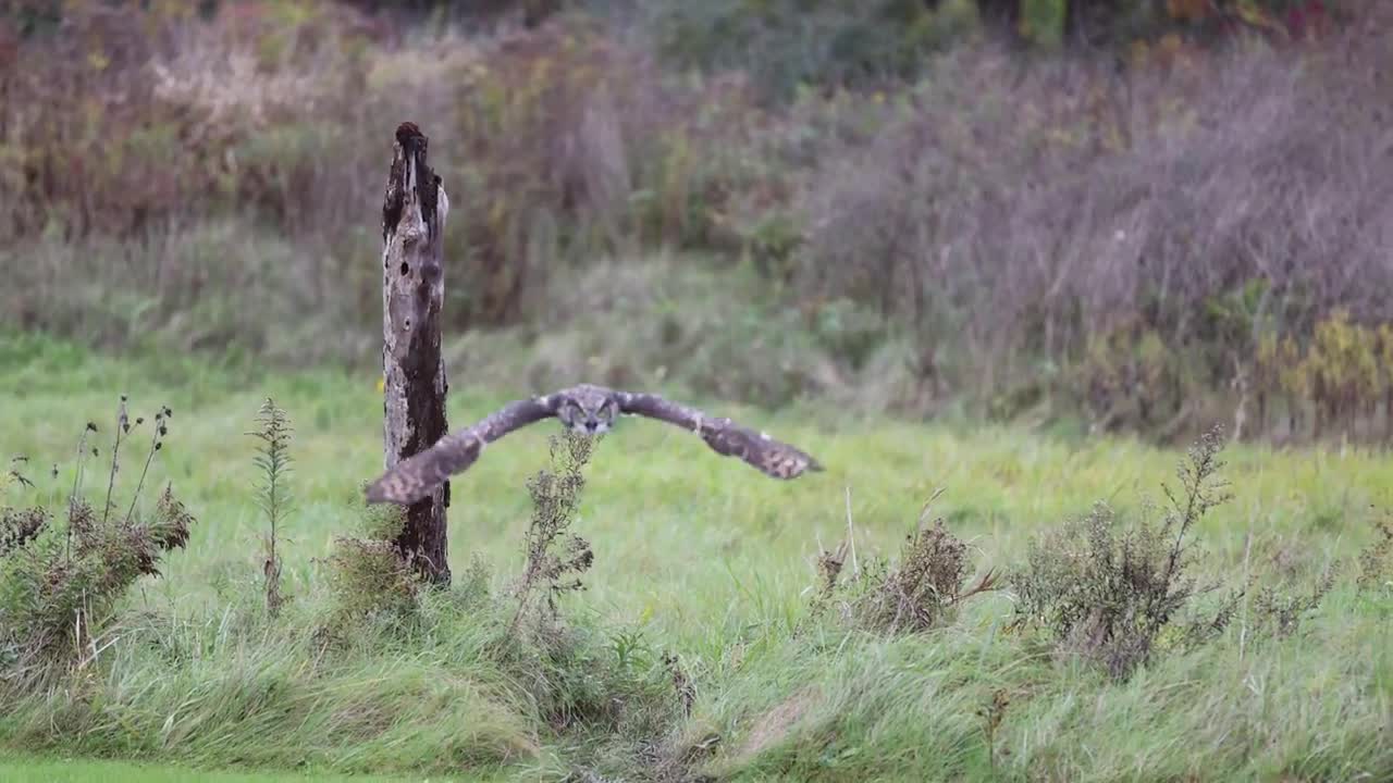 Slow motion great horned owl flying at Canadian Raptor Conservancy #2