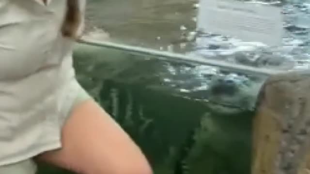 Feeding to elegator & crocodile by keeper lady with risk